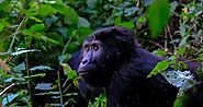 The Best Gorilla Trekking Locations in Africa