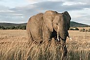 Kenya Animals: The Best Of Wildlife To See On A Kenya Safari | Posts by Safari Deal | Bloglovin’