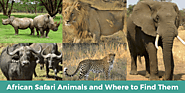 African Safari Animals and Where to Find Them
