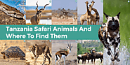 Tanzania Safari Animals and Where to Find Them | Safari Deal