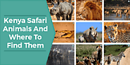 Kenya Safari Animals And Where To Find Them | Safari Deal