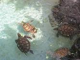 Coral World Ocean Park - Wikipedia, the free encyclopedia