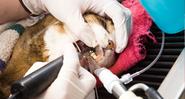 Pets Health Care and Grooming