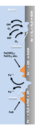 How can wet carbon-di-oxide be responsible for corrosion problem in iron-containing materials?