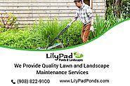 Looking for Lawn & landscape maintenance services ?