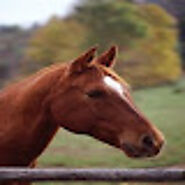 Horse Riding Now: Horseback Riding Styles to Try in Canberra