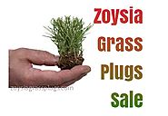 Buy 1 Get 1 Free Zoysia Grass Plugs Sale for 2017