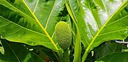 What are Benefits Breadfruits and Nutrition | no1healthtips.com