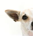 The Right Way to Clean Your Dog's Ears