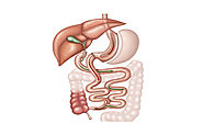 Biliopancreatic Diversion with Duodenal Switch (BPD-DS)