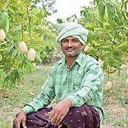 Mango Cultivation In India | Jain Farm Fresh Foods Ltd.