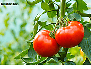 ٹماٹر کودنے والے جین کو استعمال کرنا تیز نسل سے خشک سالی سے بچنے والی فصلوں کی مدد کرسکتا ہے۔