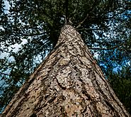 Tallest Tree In The World [Top 10]