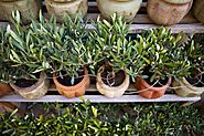 7 Important Facts about Olive Gardening | GARDENS NURSERY