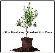 Olive Gardening - Garden Olive Trees | GARDENS NURSERY