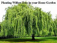 Planting Willow Tree in your Home Garden | GARDENS NURSERY