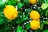 Lemon Tree Planting Tips and Tricks | GARDENS NURSERY