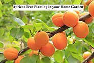 Apricot Tree Planting in your Home Garden | GARDENS NURSERY