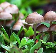 Guide to Growing Magic Mushrooms in Garden | GARDENS NURSERY