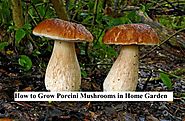 How to Grow Porcini Mushrooms in Home Garden | GARDENS NURSERY