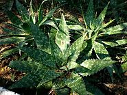 Quick Guide to Aloe Saponaria | GARDENS NURSERY