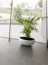 Indoor plant hire Melbourne experts are providing best plants for tropics