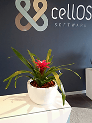 Indoor plant hire Melbourne professional to help decorate your home green