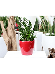 Best Indoor Plant Hire | Inscape Indoor Plant Hire
