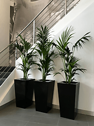 Indoor plants Melbourne: The Professionals helps to décor the space with plants