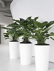 Indoor plant hire Melbourne Expert help to avoid issues in indoor plants