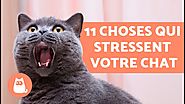 11 choses qui stressent votre chat