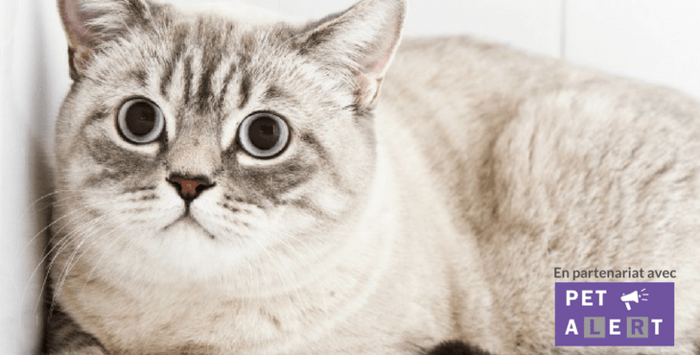 Top Des Conseils Pour Un Chat En Bonne Sante A Listly List