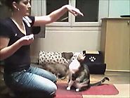 Comment dresser son chat : l'ordre assis