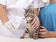 A quel âge doit-on vacciner un chaton ?