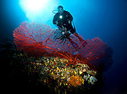 How to do Scuba Diving for FREE?