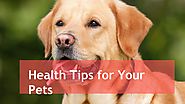 Keep your Pet Clean and Healthy