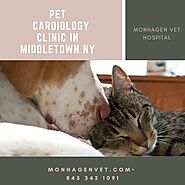 Pet Cardiology Clinic in Middletown NY