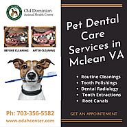 Pet Dental Care Services in Mclean Virginia -