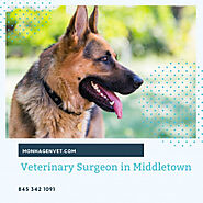 Veterinary Surgeon in Middletown