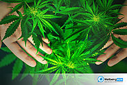 New research indicates that cannabinoids could be efficacious pain management options