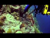 Bonaire Dive Trip 2013