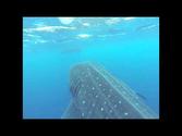 Whale Shark in Bonaire! Biggest fish in the world! Captured with my GoPro Hero3!