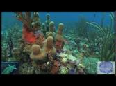Scuba diving in Carriacou, Grenada, Grenadines, West Indies, Caribbean hd 2011