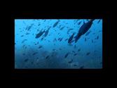 Underwater Carriacou with Deefer Diving