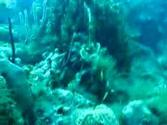 Snorkeling Diving - Catalina Island - Dominican Republic