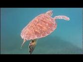 Snorkeling Culebra Puerto Rico - Filmed with Intova Sport Pro HD