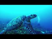 Belle tortue becquée en Martinique à Grande Anse - Archimède Plongée