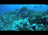 Diving St. Vincent and the Grenadines