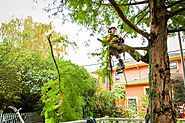 Important Questions to Ask Before Hiring a Tree Care Company!