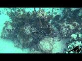 snorkeling cruise ship tour in Mahahual Mexico - YouTube